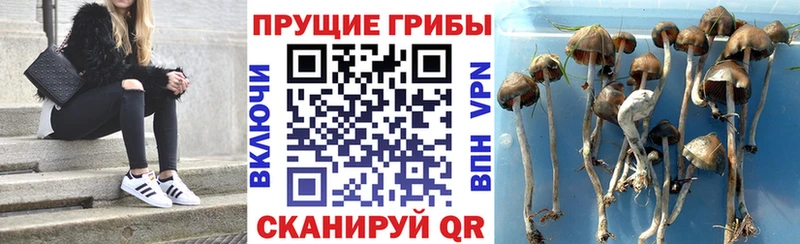 Галлюциногенные грибы Cubensis Красавино